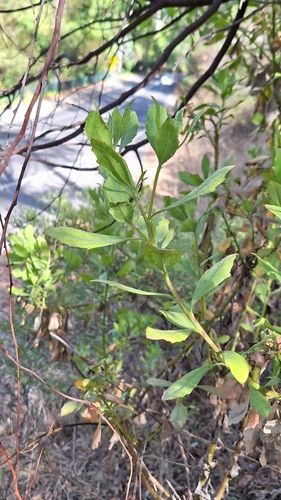 Boneseed (Chrysanthemoides monilifera subsp. monilifera)