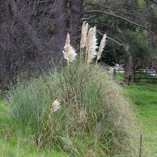 Pampas grass (Cortaderia species)