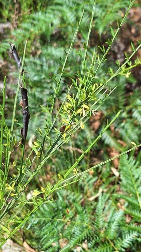 Scotch broom (Cytisus scoparius subsp. scoparius)