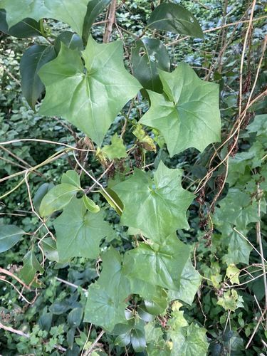 Cape ivy (Delairea odorata)