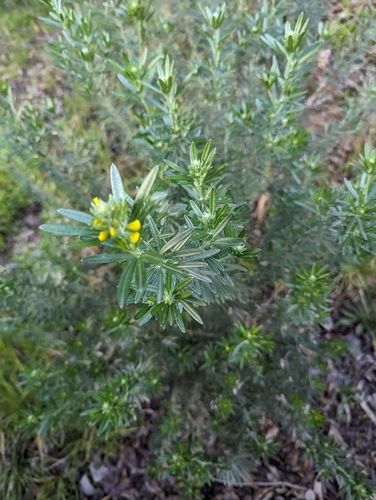Flax-leaf broom (Genista linifolia)