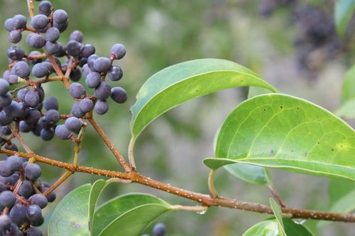 Privet - broad-leaf (Ligustrum lucidum)
