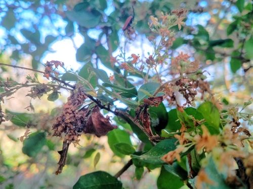 Privet - European (Ligustrum vulgare)