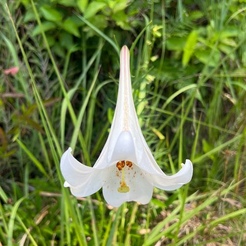 Taiwan lily (Lilium formosanum)