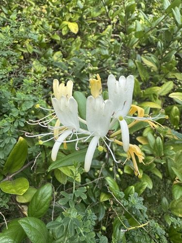 Japanese honeysuckle (Lonicera japonica)