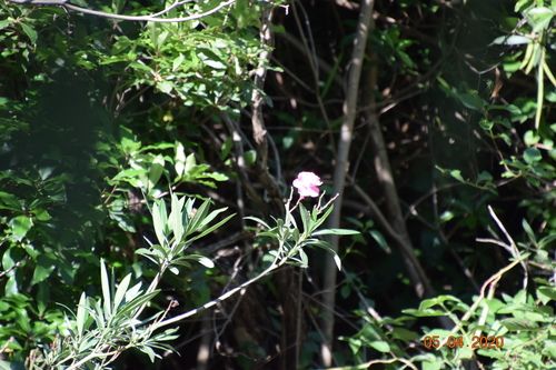Oleander (Nerium oleander)