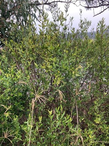 African olive (Olea europaea subsp. cuspidata)