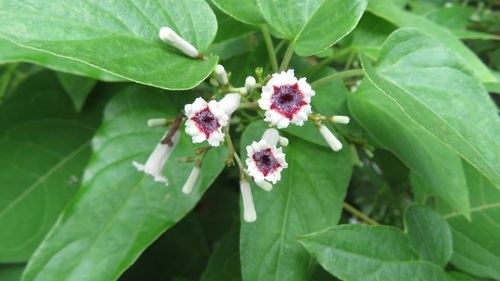 Skunk vine (Paederia foetida)