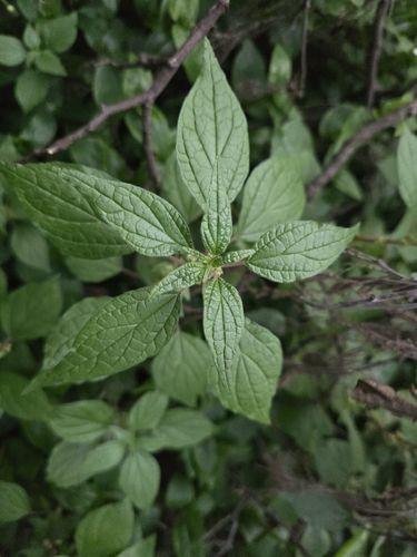 Pellitory (Parietaria judaica)