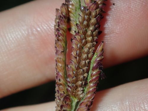 Tussock paspalum (Paspalum quadrifarium)