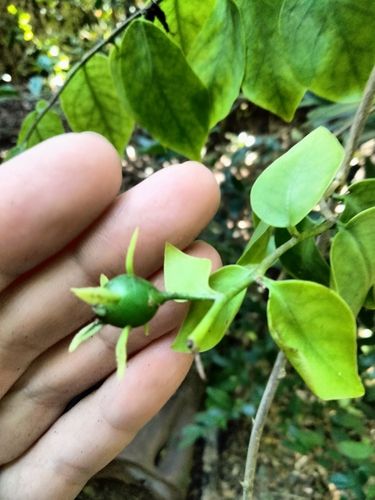 Leaf cactus (Pereskia aculeata)