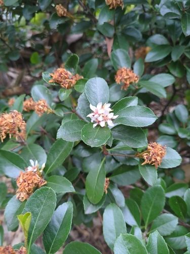 Indian hawthorn (Rhaphiolepis indica)