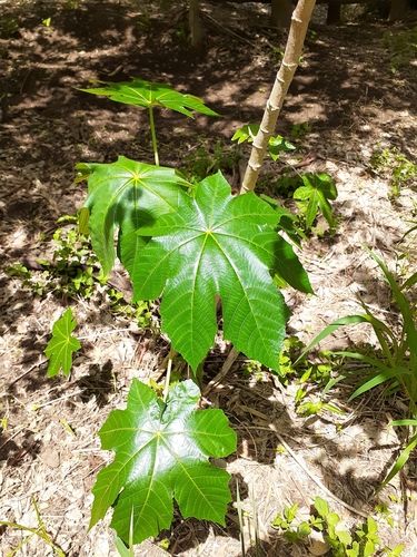 Castor oil plant (Ricinus communis)