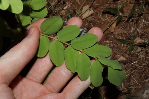 Black locust (Robinia pseudoacacia)