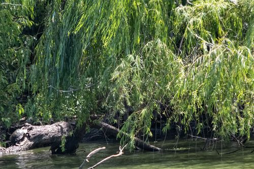 Willows (Salix species)