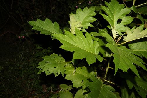 Giant devil's fig (Solanum chrysotrichum)